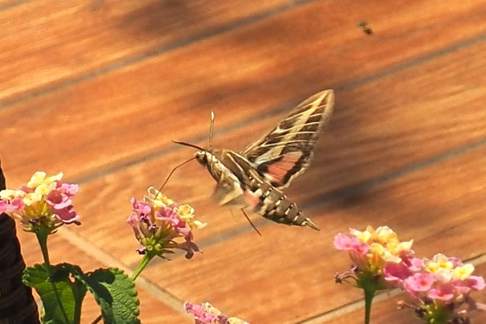 Welke kolibrievlinder of windepijlstaart?